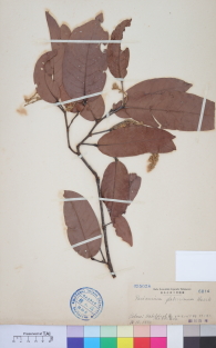 Specimen thumbnail